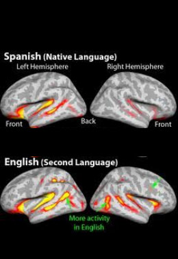 Neuroscience and the Bilingual Brain for early english study